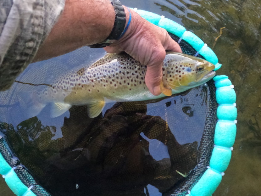 Abernant trout - TR from Capetown